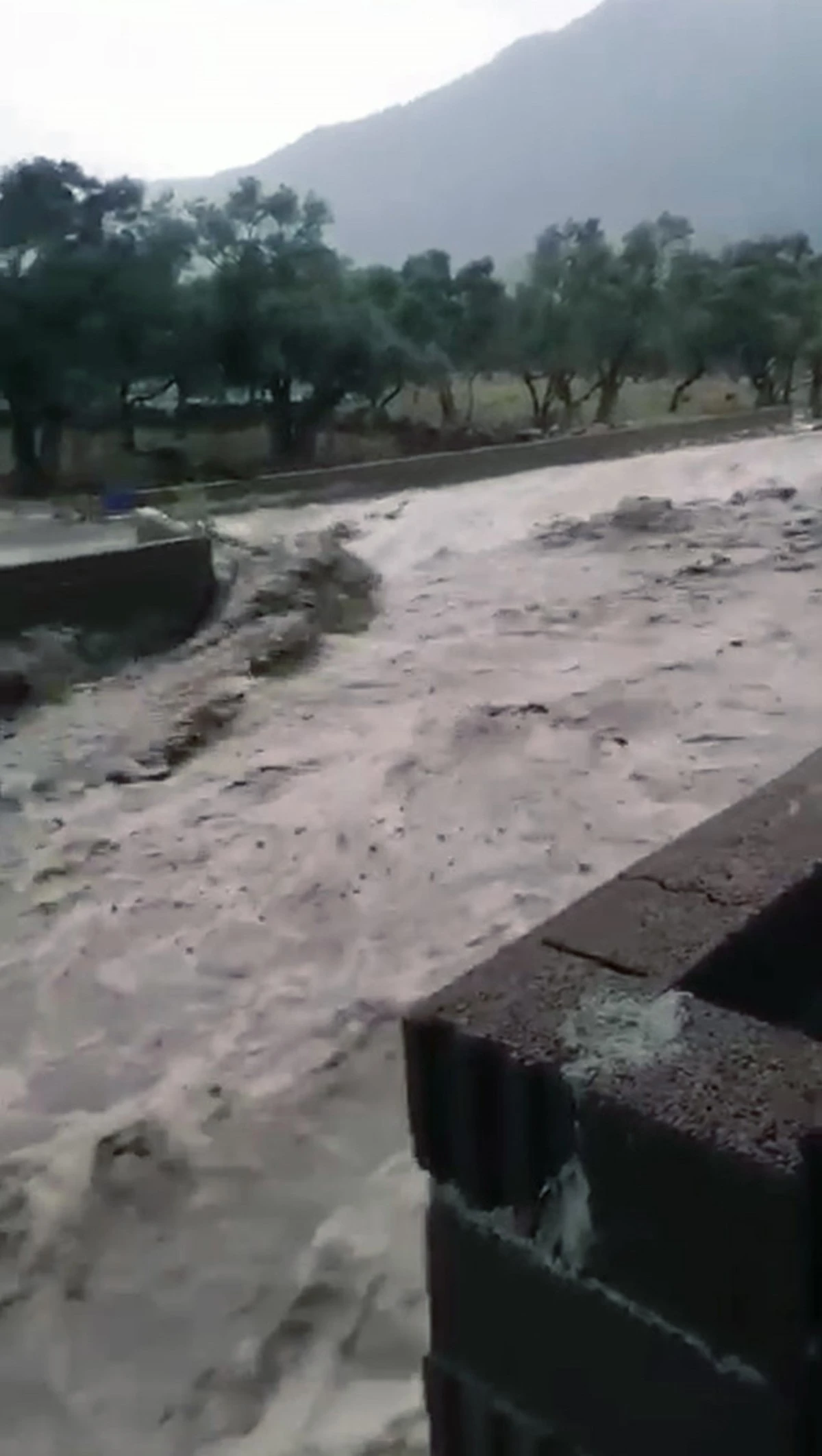 Çine'de sel: 4 büyükbaş hayvan kayboldu, traktör sel sularına kapıldı