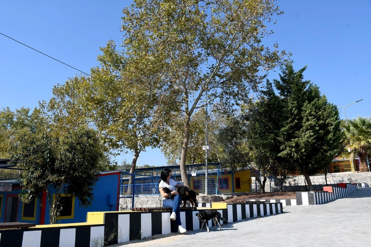 Kuşadası’nın sokak hayvanları sevgi ve müziğin gücüyle iyileşiyor