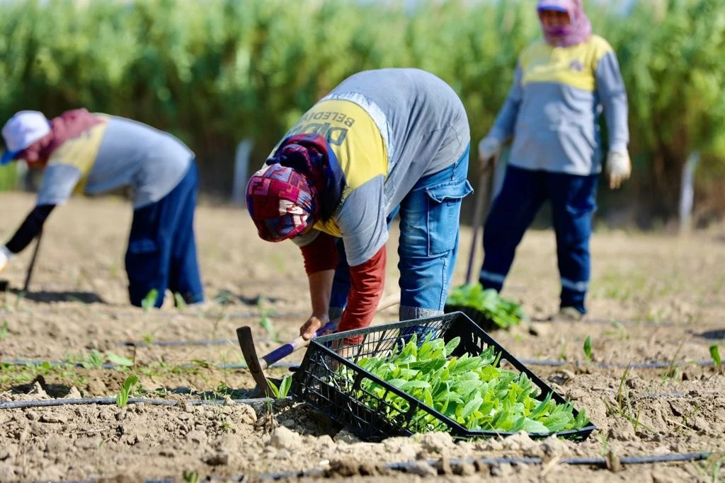 Didim'de kış sebzelerinin ekimine başlandı
