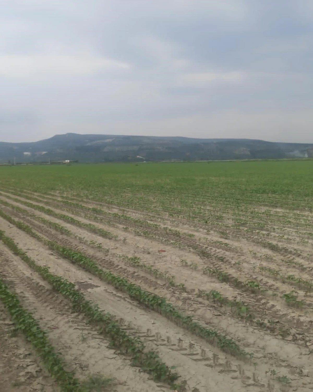 Didim’in pamuğu temiz çıktı