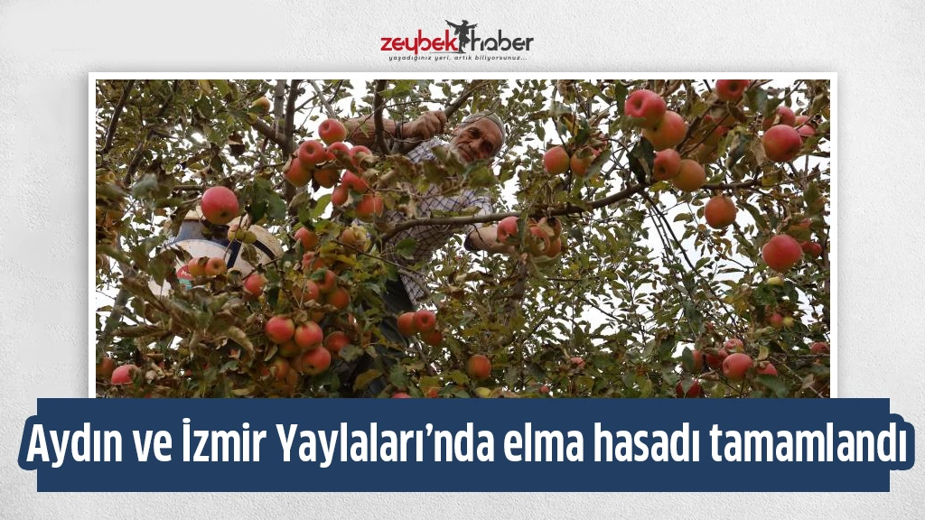 Aydın ve İzmir Yaylaları’nda elma hasadı tamamlandı