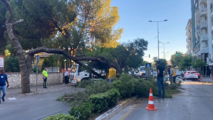 Kuruyan çam ağacı ağırlığa dayanamayarak yola devrildi