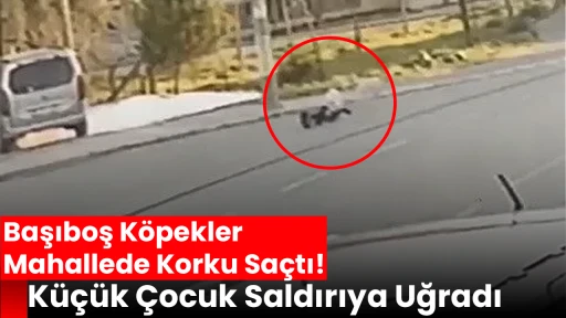 Başıboş Köpekler Mahallede Korku Saçtı: Küçük Çocuk Saldırıya Uğradı