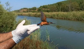 Bitkin halde bulunan yalıçapkını, yeniden doğaya salındı
