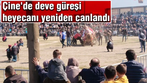 Çine'de deve güreşi heyecanı yeniden canlandı