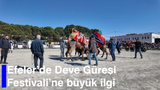 Efeler’de Deve Güreşi Festivali’ne büyük ilgi