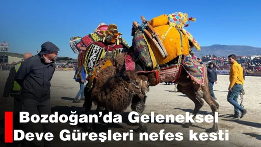 Bozdoğan’da Geleneksel Deve Güreşleri nefes kesti