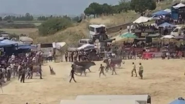 Söke'deki boğa güreşleri nefes kesti