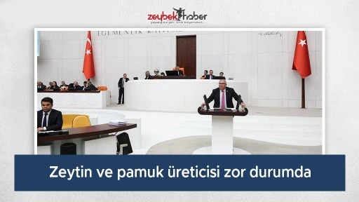 Zeytin ve pamuk üreticisi zor durumda
